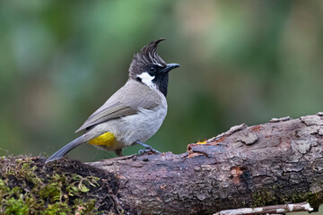 Himalayan Bulbul perched on a tree