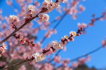 早春のピンク色の梅の花　春のイメージ
