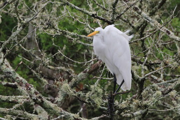 Great white egret in saltwater marsh