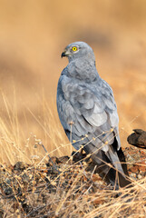 Motangu's Harrier bird perched on a small rock