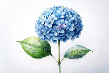 Obraz premium One blue watercolor hydrangea flower on white background minimalist