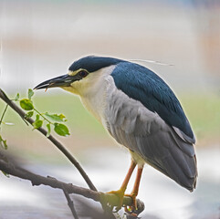 A Night Heron perched on a small branch at the water pond