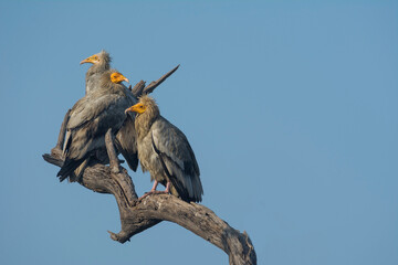 Group of Egyptian Vultures perched on a top of the tree waiting to hunt