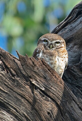 A Spotted Owlet bird perched behind a tree branch