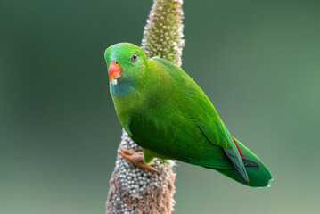 Vernal Hanging Parrot bird perched on a corn plant