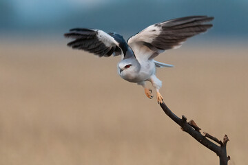 Obraz premium A White shouldered Kite taking off from its perch