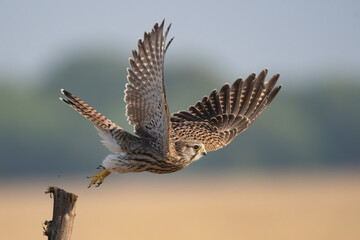 A Common Kestrel Bird in flight with beautiful background