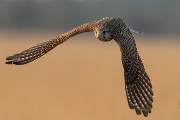 A Common Kestrel bird in a flight with beautiful background