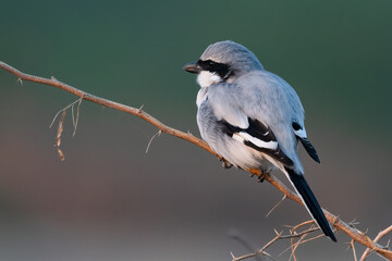 A Desert Wheatear bird perched on a small branch with beautiful background
