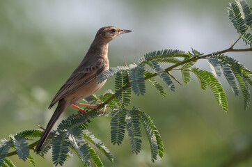 Long Necked Lark bird perched on a tree branch with beautiful background
