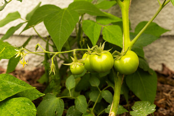 Green big tomatoes growing on a home made garden