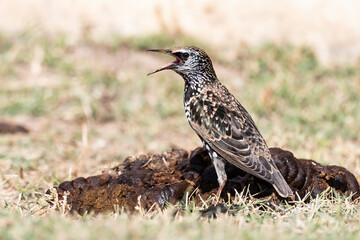 
European Starling bird calling