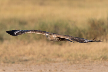 Common kestrel in flight with beautiful background