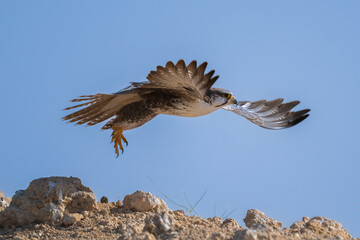 A white eyed bazzard  in flight