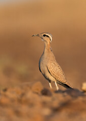 Cream Colored Courser bird