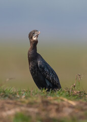 Beautiful little cormorant bird