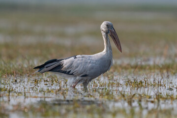 Asian Openbill