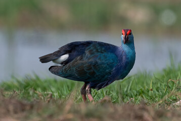 A Purple Swamphen near a pond