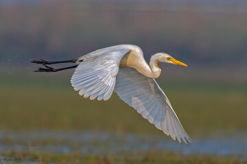 A Flying egret