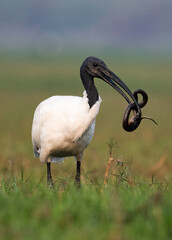 black necked Ibis bird with killed snake