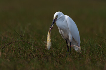 Intermediate egret bird with a fish catch