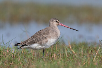 A Sandpiper near pond