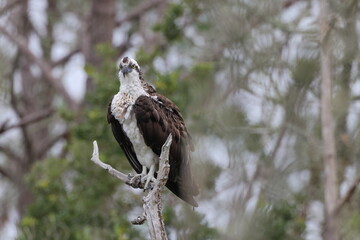 Osprey perched in dead tree. 
