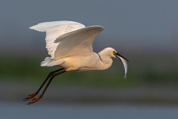 Intermediate Egret bird with fish catch