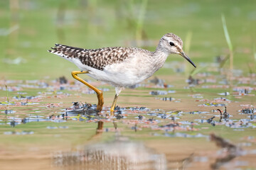 Wood Sandpiper near pond