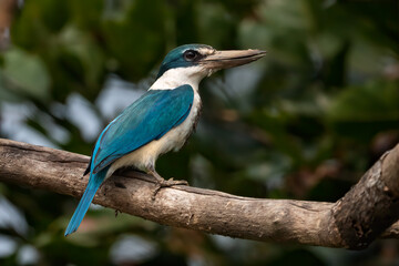Collared Kingfisher perched on a tree branch