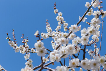 早春の白梅　春のイメージ