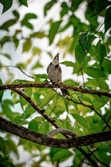 bird on a tree