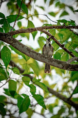 bird on a tree