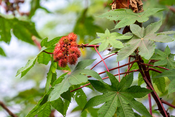 Red Ricinus Communis plant (Castor bean plant, Castor oil plant) with blurred green leaf background