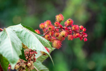 Red Ricinus Communis plant (Castor bean plant, Castor oil plant) with blurred green leaf background
