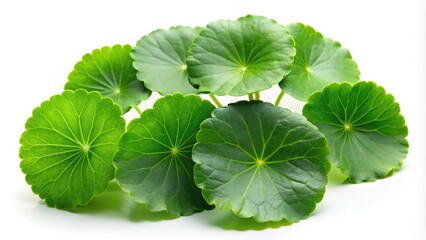 Fresh green leaves of Centella asiatica gotu kola isolated on white background