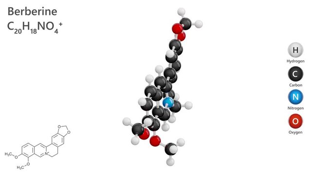 Molecule of Berberine (C19H19NO3), is a bioactive alkaloid. It is known for its antimicrobial, anti-inflammatory, and potential antidiabetic properties. Model: Ball and Stick. White back. 3d render
