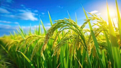 Fresh green paddy rice field with blurred blue sky and organic plants growing with macro shot