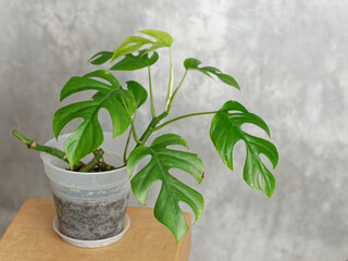 Monstera en pot devant un fond gris
