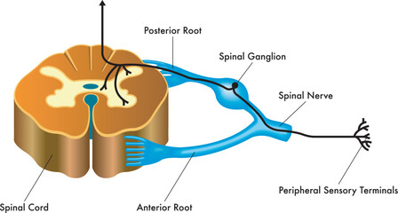 Medical illustration showing the connection of the spinal ganglion to the spinal cord, with annotations regarding the pathway.