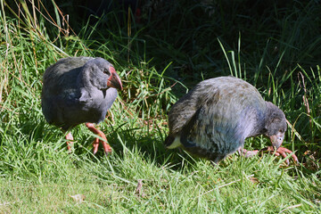 2 chicks of the endangered New Zealand Takahe (porphyrio hochstetteri), a colorful, endemic New Zealand flightless bird, seen in wildlife near Dunedin, south island, New Zealand