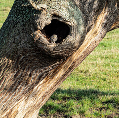 Fototapeta premium Beautiful Little Owl (Athene noctua) sat on the rim of large tree hollow, staring out on a sunny day
