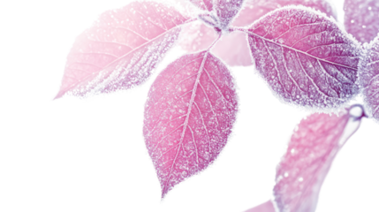 leaf with frost transparent background