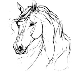horse vector