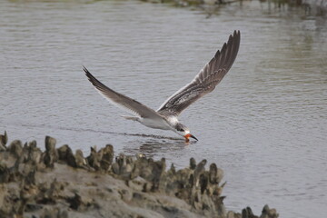 Black skimmer birds skimming eating small fish on water