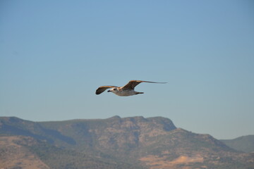 A seagull soars through the sky, wings fully spread, gliding effortlessly. Behind it, majestic mountains rise, contrasting against the clear blue sky and the bird's graceful flight.