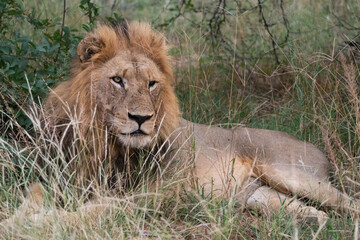 lion in the grass