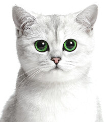 Beautiful cat with green eyes with white background 