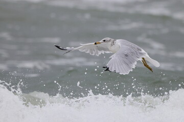 Sea gull flying in the ocean surf.
