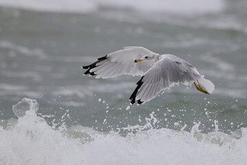 Sea gull flying in the ocean surf.